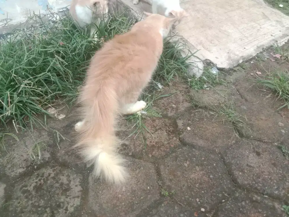 Kitten dan adult Persia lepas adopsi