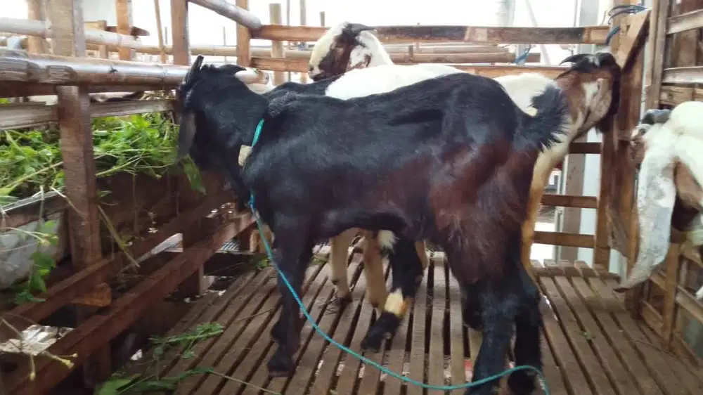 Kambing dan Domba Qurban