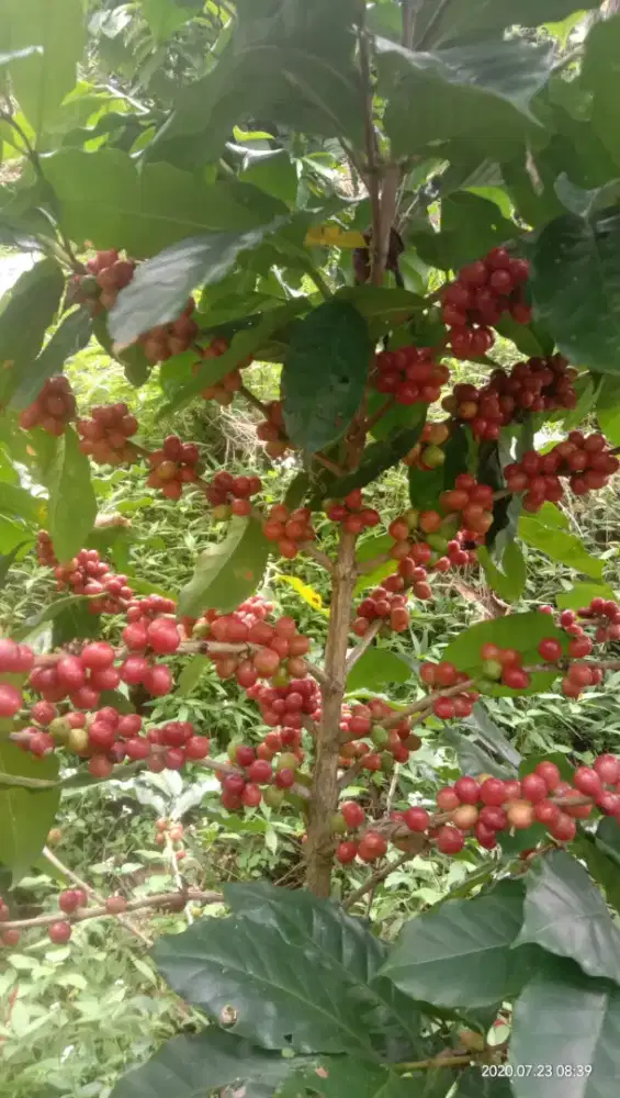 JUAL MURAH KEBUN KOPI GARUT