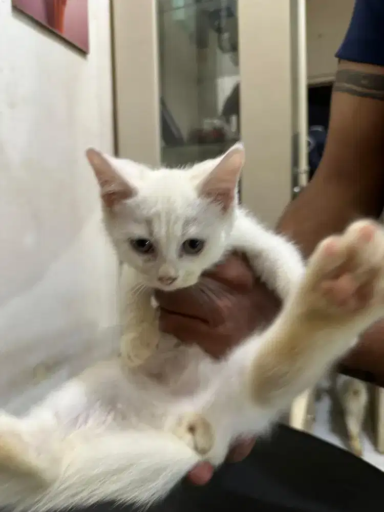 Kitten BSH mix lucu sehat