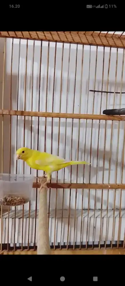 Loper kuning pekat
