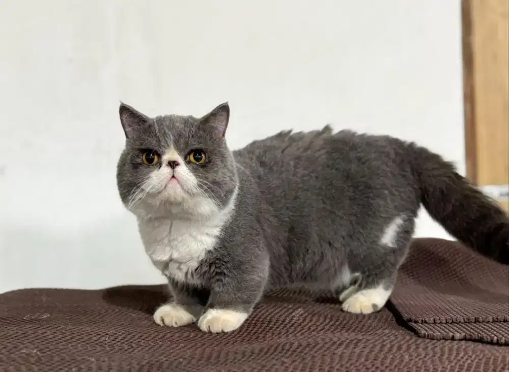 Kucing peaknose munchkin jantan