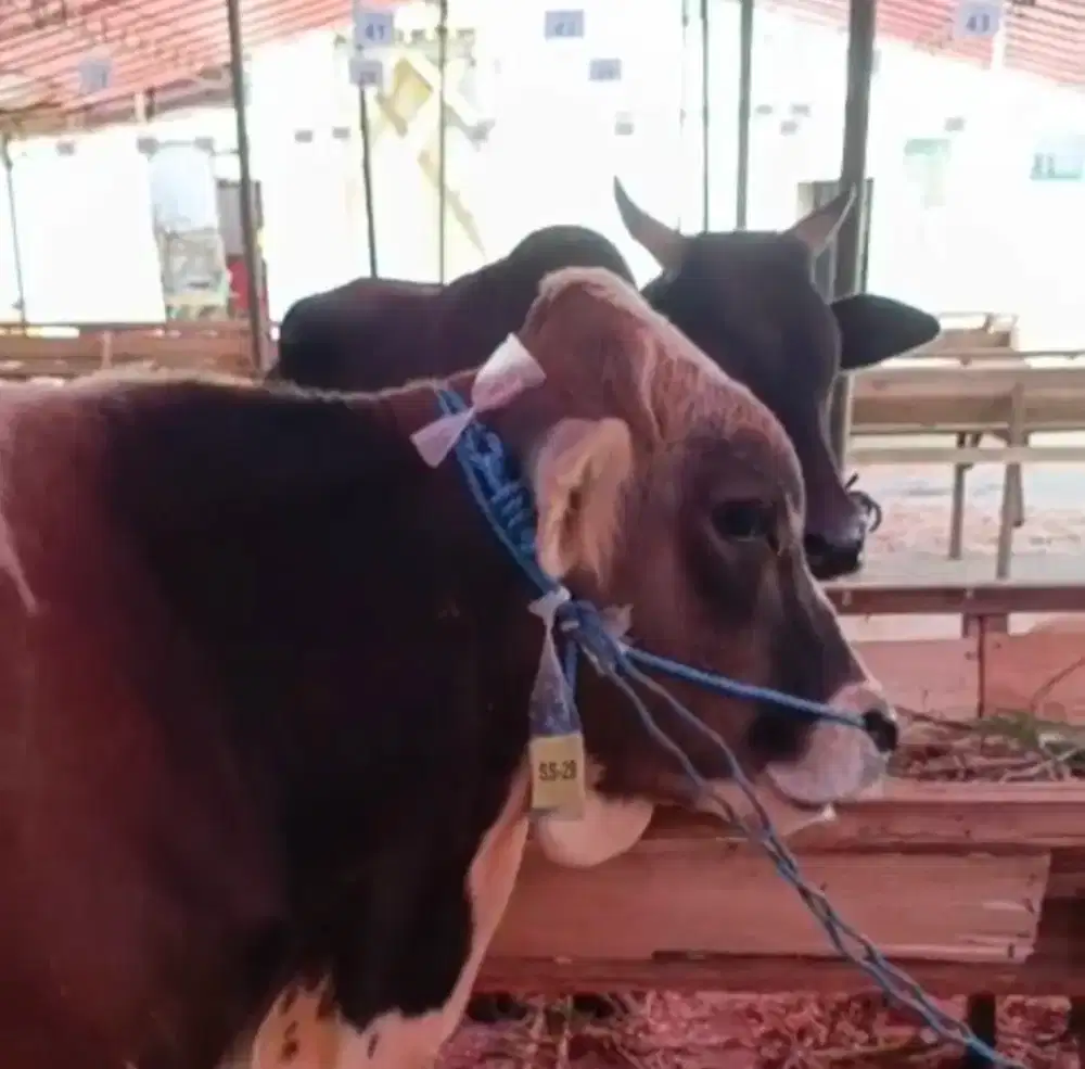 SAPI KURBAN 20 JUTAAN, BISA NEGO
