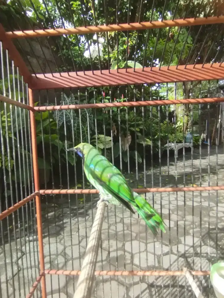 Burung medan sumatera