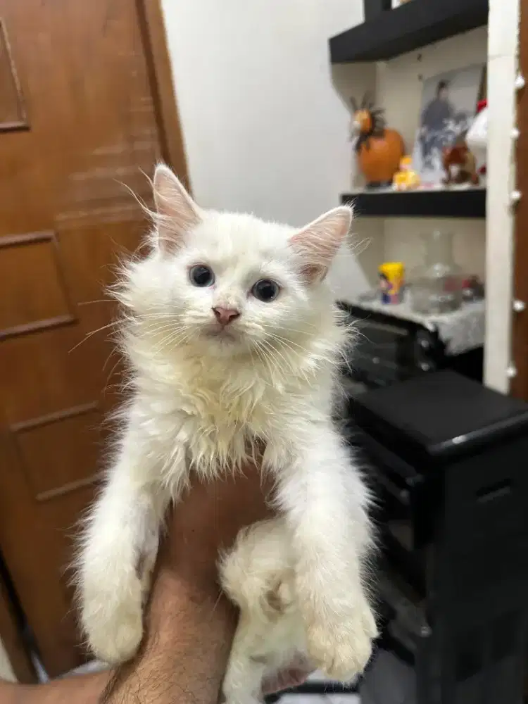 Kitten British long hair mix