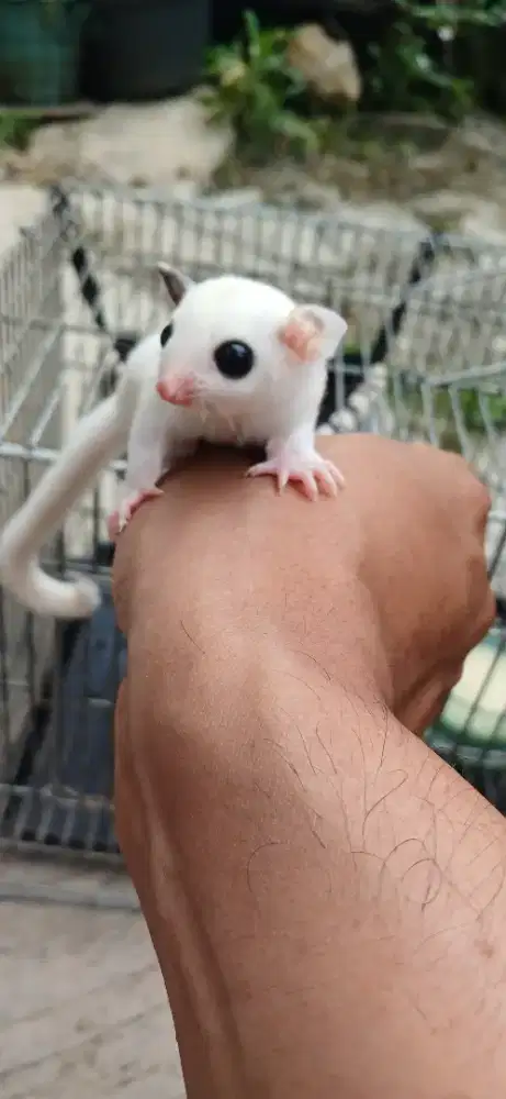 Sugar glider white mozaic