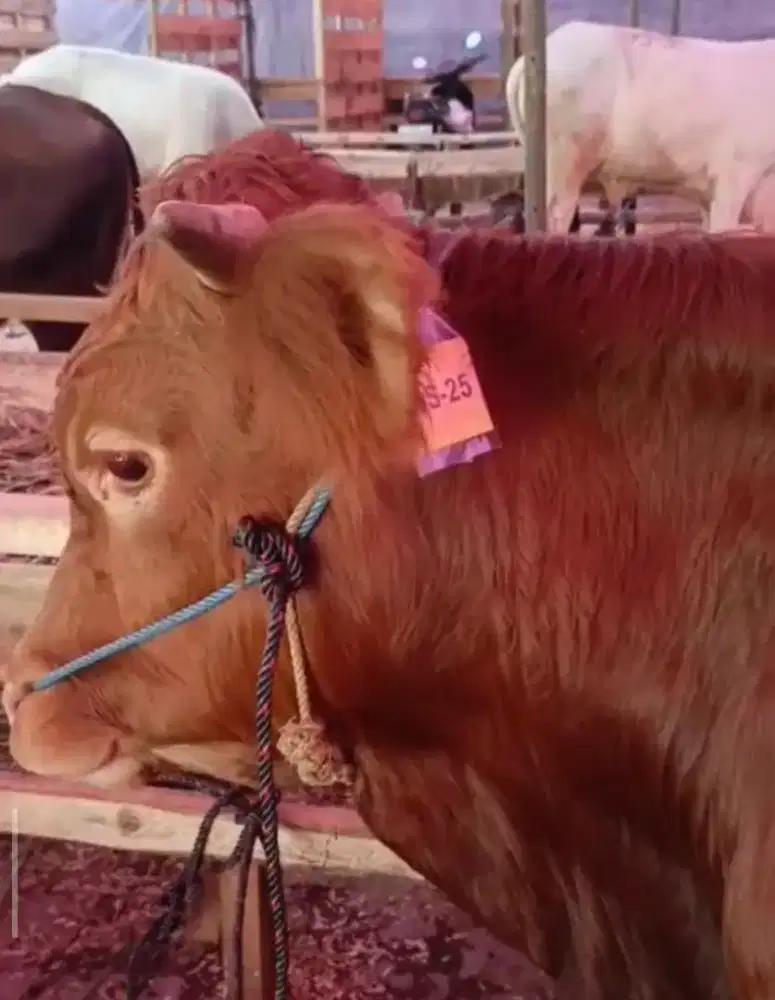 SAPI QURBAN 20 JT-AN, NEGO