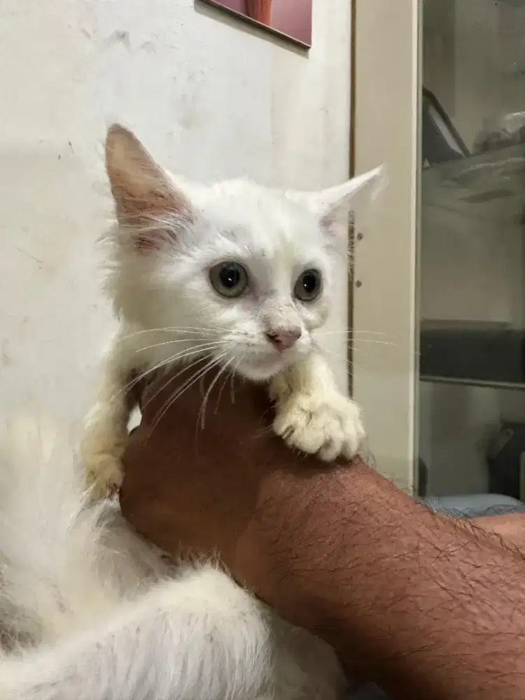 Kitten Persia himalaya mix BSH