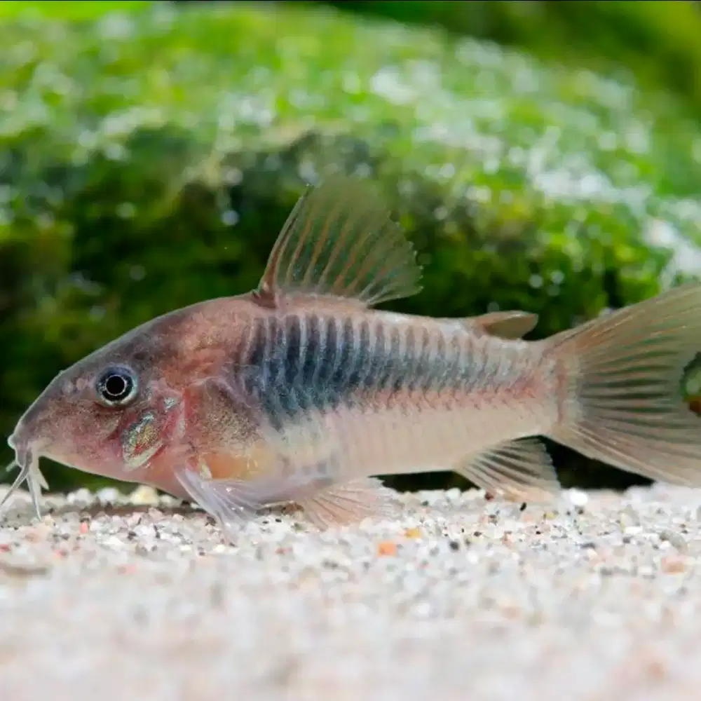 Ikan hias Cory venezuela