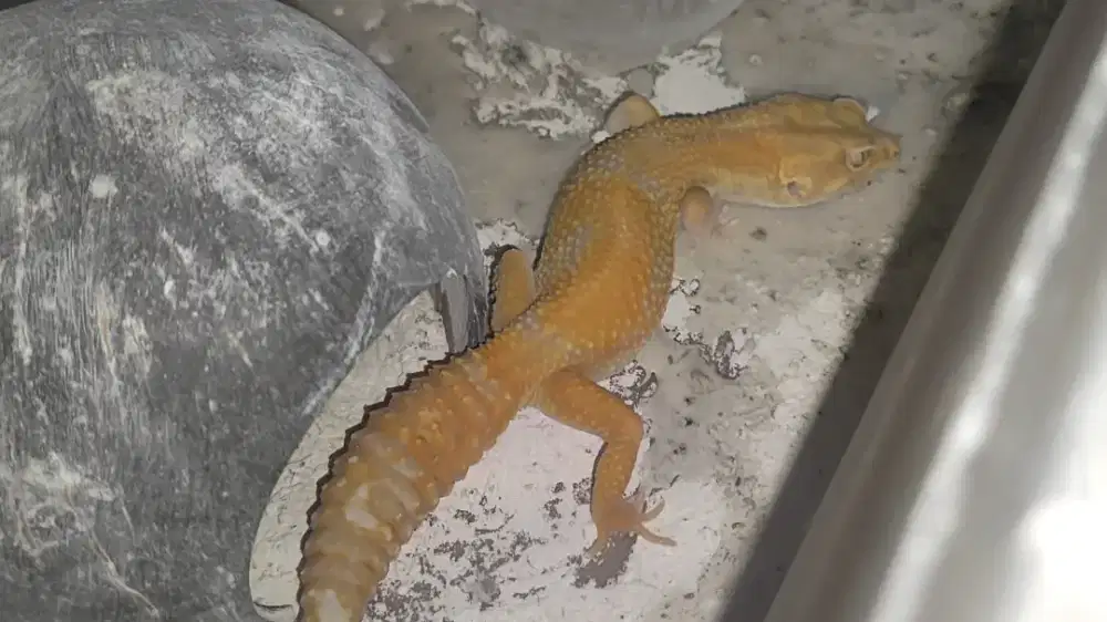 Hewan Reptil Gecko
