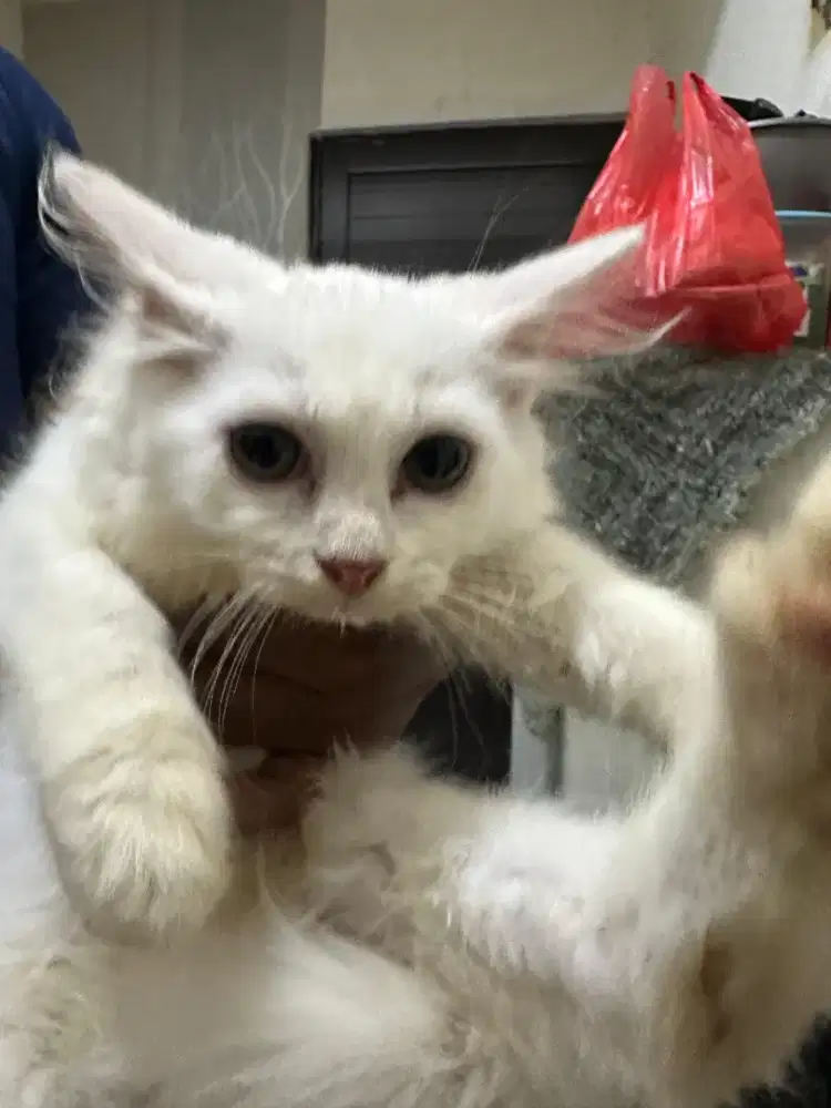 Kitten Persia himalaya mix BSH