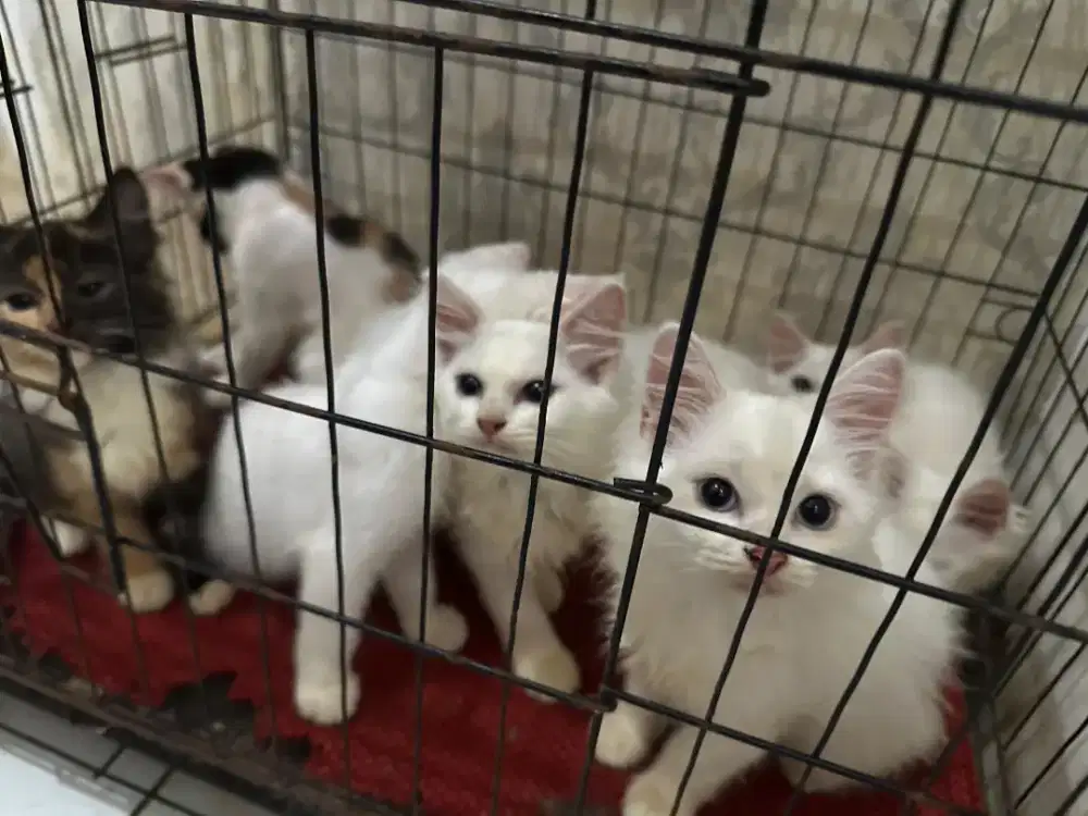 Open adop kitten BSH, Persia, Himalaya mix