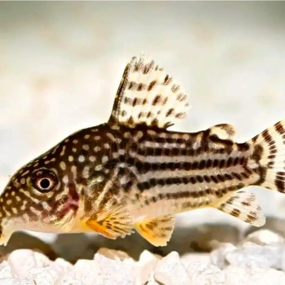 Ikan aquascape corydoras
