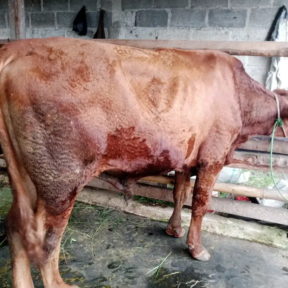 Sapi Qurban limosin