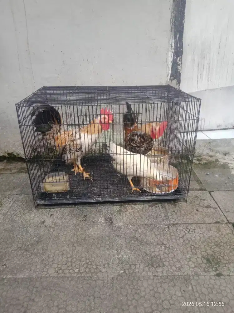 3 ayam kate 150