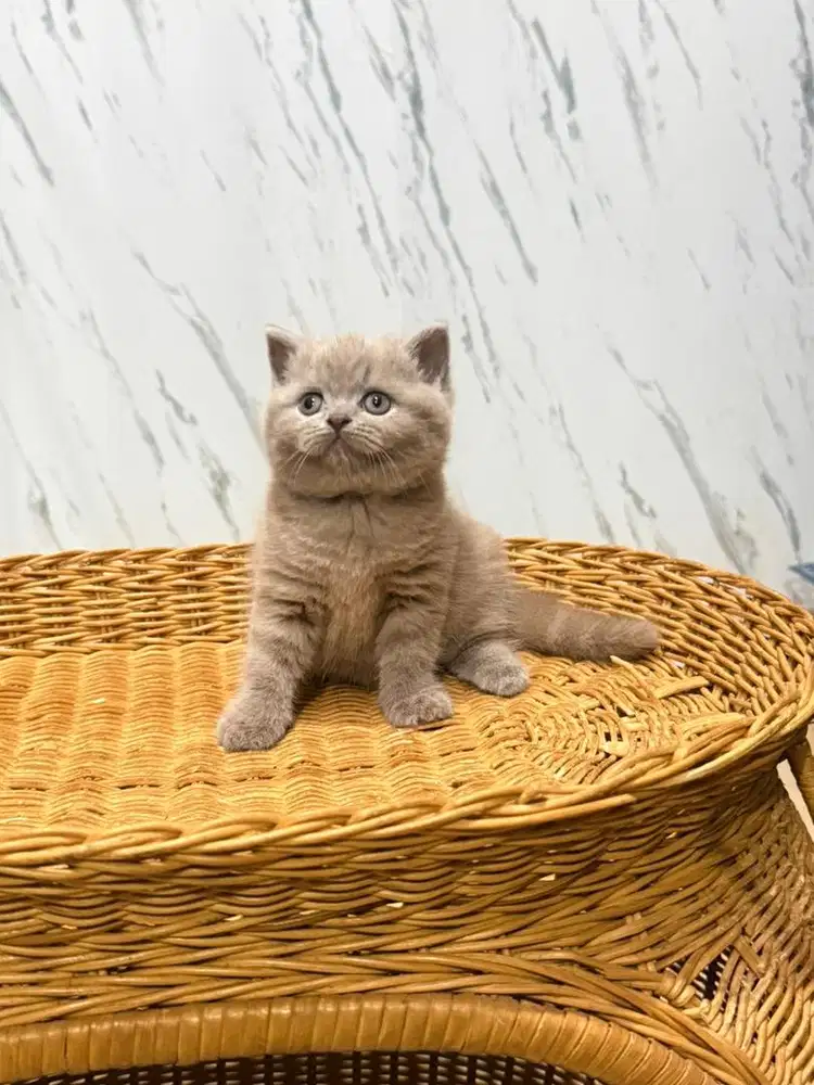 British shorthair