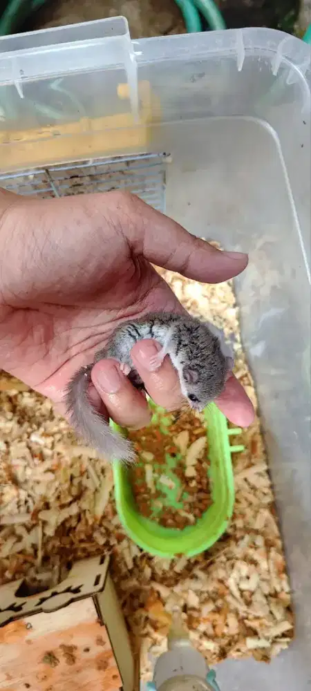 Dormice dan kandangnya