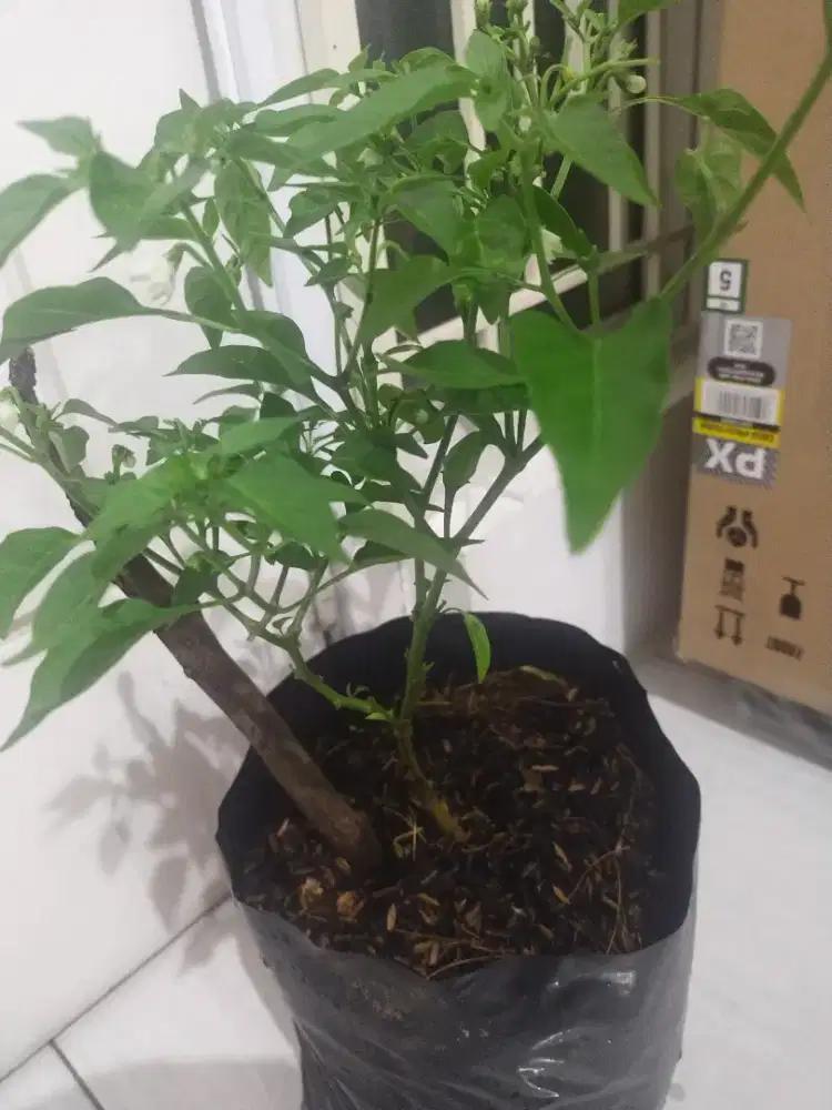 Pohon Cabe berbuah lebat