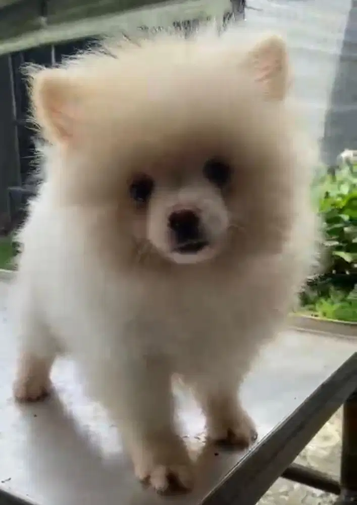 anjing minipom remaja jantan berkualitas mumer