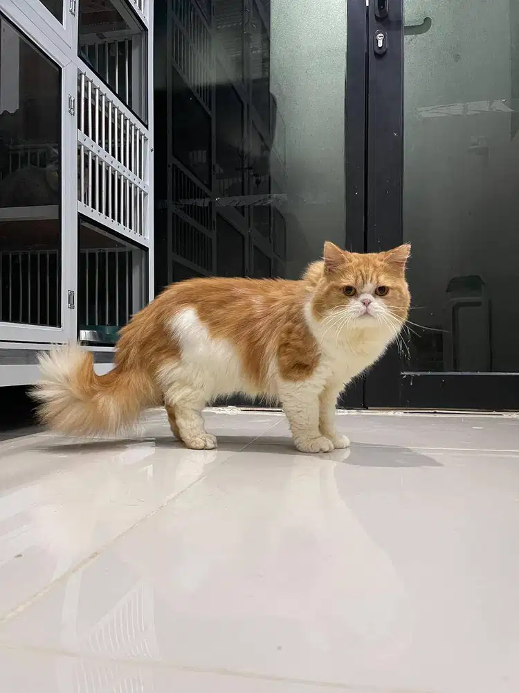 Kucing British Shorthair Murah