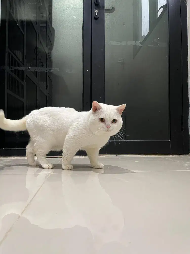 Kucing British Shorthair Murah