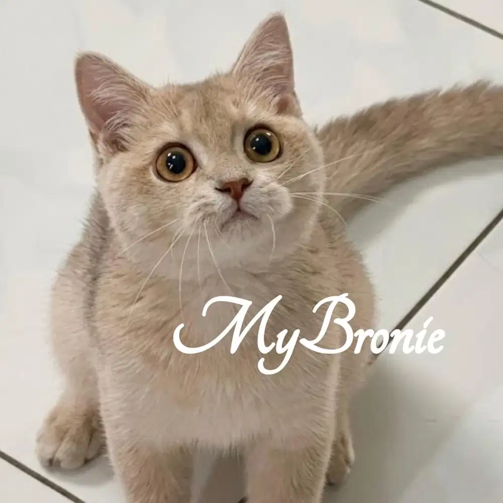 Kucing british shorthair lilac golden betina