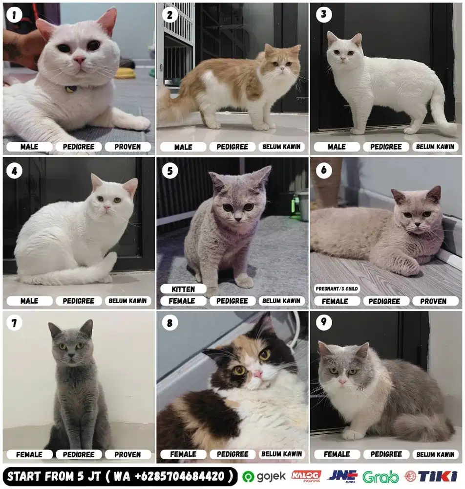 Kucing British Shorthair Murah BSH