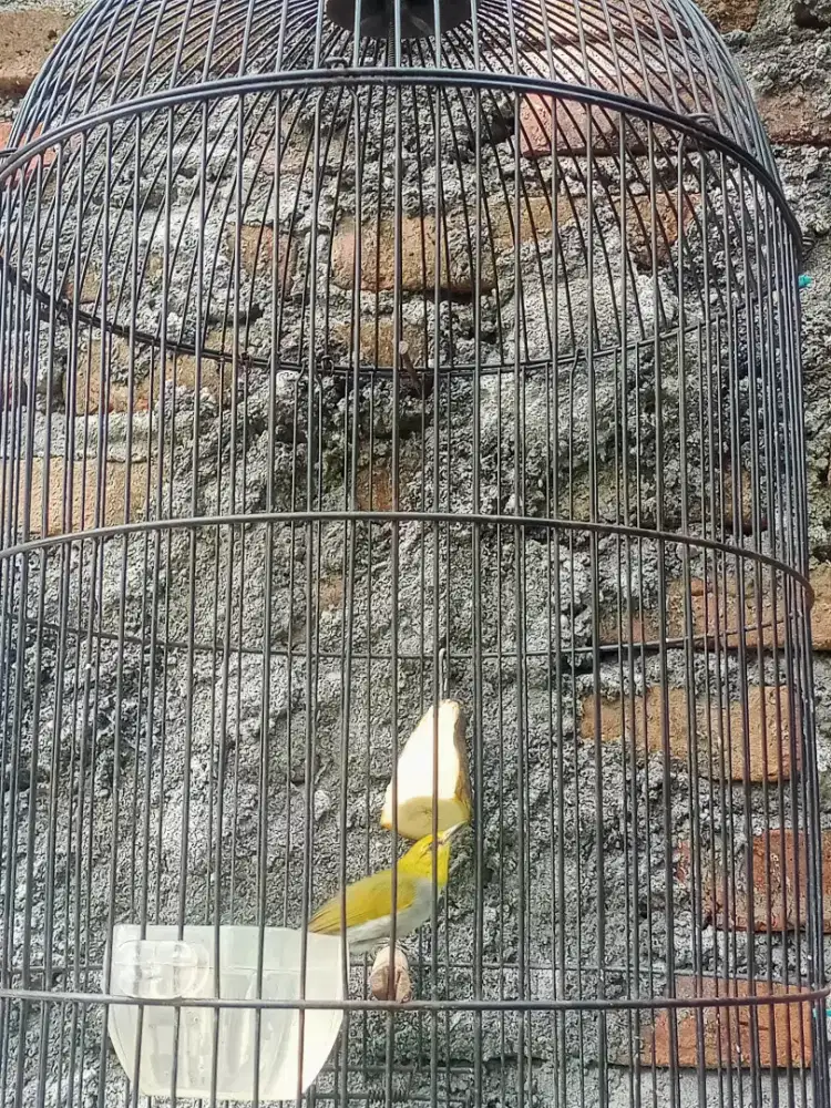 Burung pwalasia