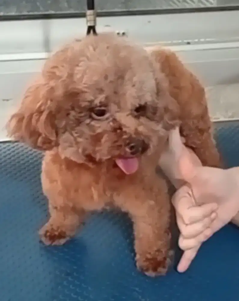 Real Tiny red poodle untuk PACAK