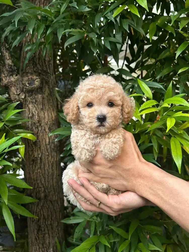 Puppy tiny poodle apricot