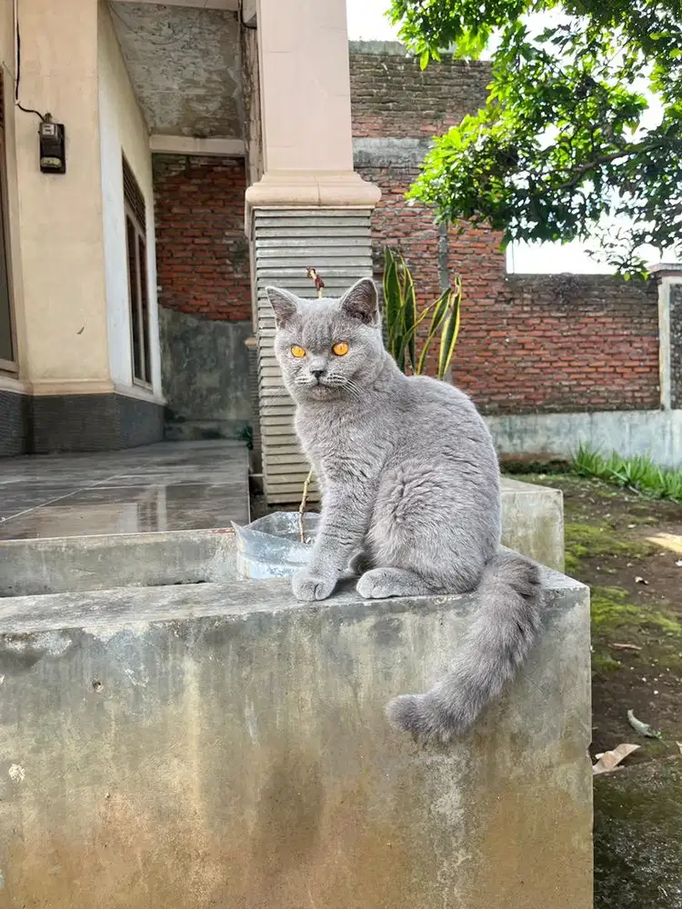 British shorthair kucing kitten bsh