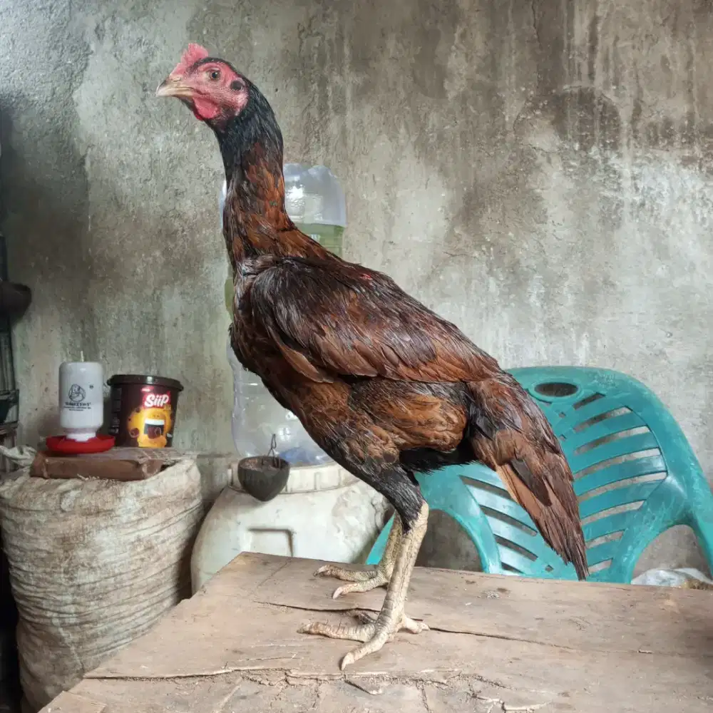 ayam betina bangkok mangon siap produksi