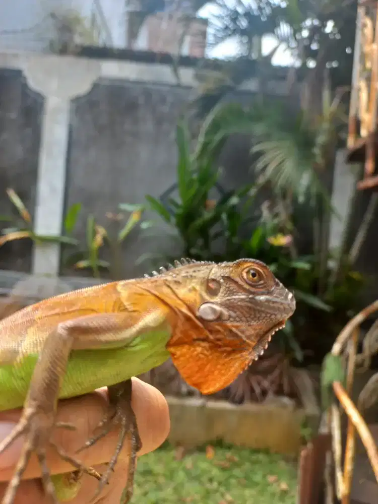 Iguana Red & Green