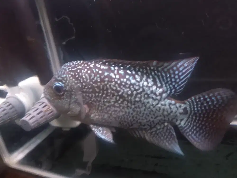 Ikan lohan cool