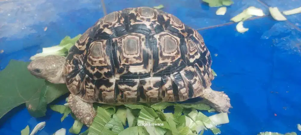 Kura Pardalis tortoise 17cm