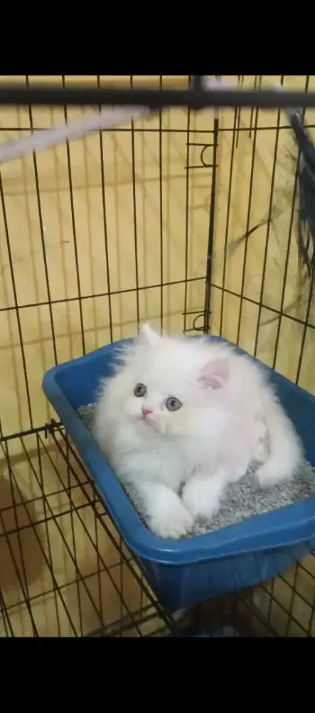 Kucing Persia Flatnose Jantan