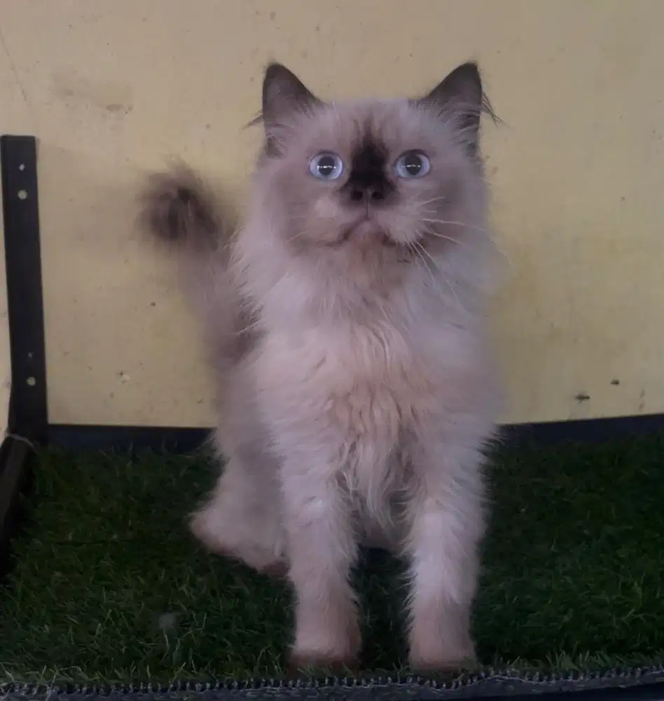 Kucing ras persia himalaya jantan 6 bln