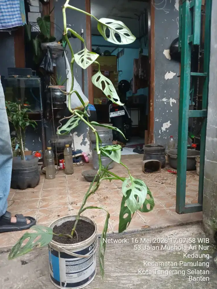 Tanaman Hias Janda Bolong Daun Monstera