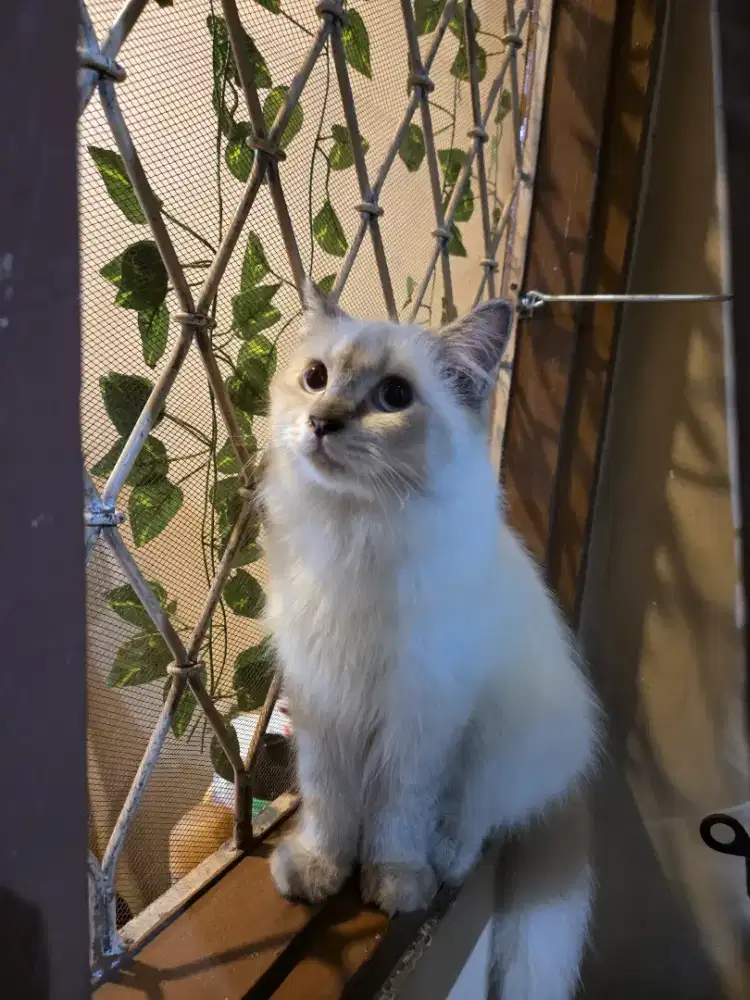 Dijual Kucing Himalaya Seal Point