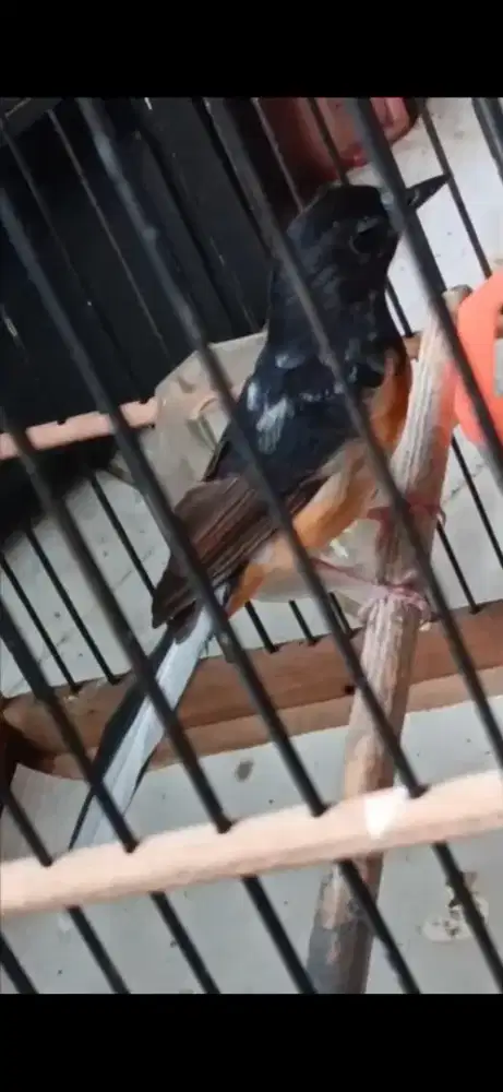Murai betina blorok ekor slap putih