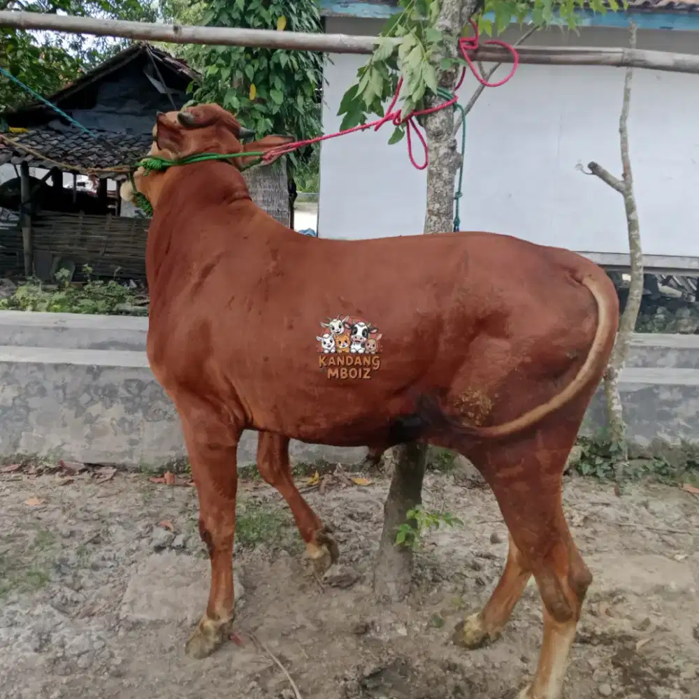 Sapi Qurban bobot 275 kg