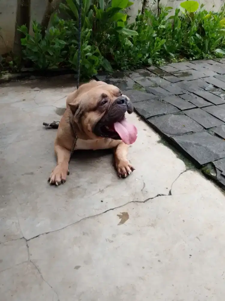 American bully.
