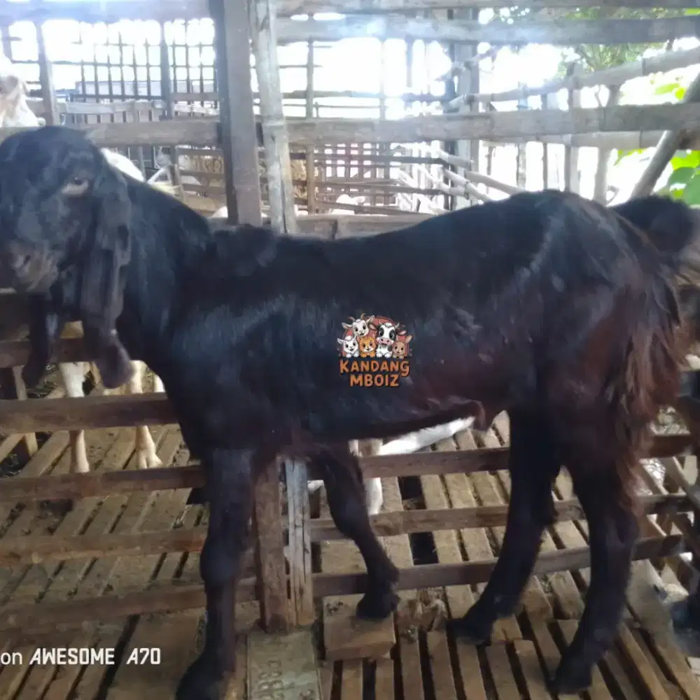 Kambing Qurban type standard