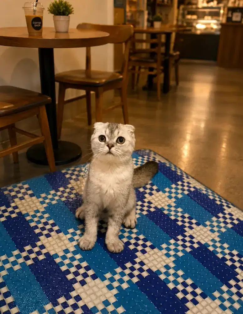 Scottish fold golden shadeed female