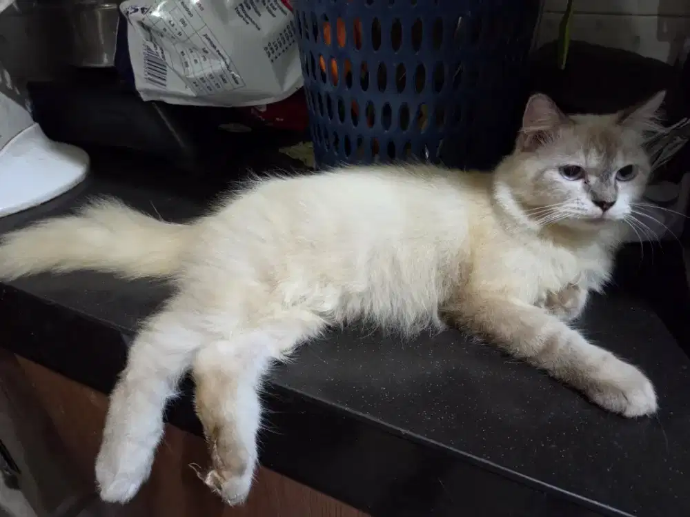 Dijual Kucing Himalaya Seal Point Jantan