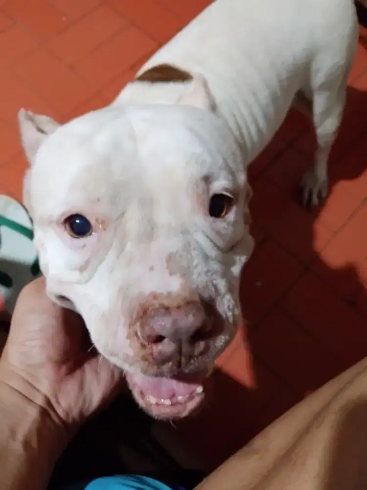 American bully.
