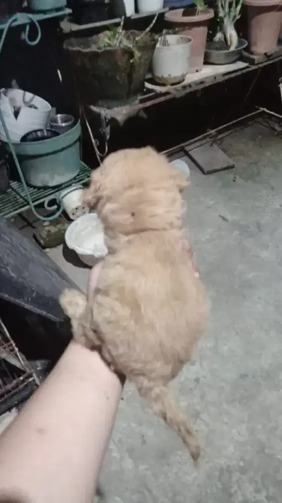 mix poodle banyak bulu