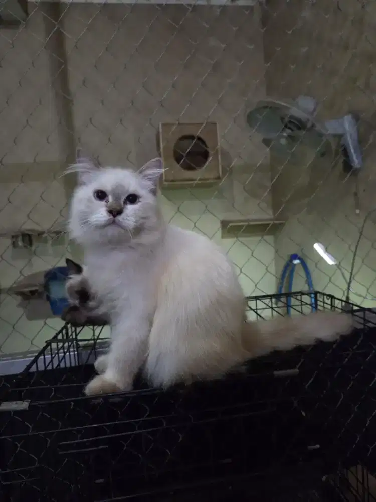 Dijual Kucing Himalayan Seal Point