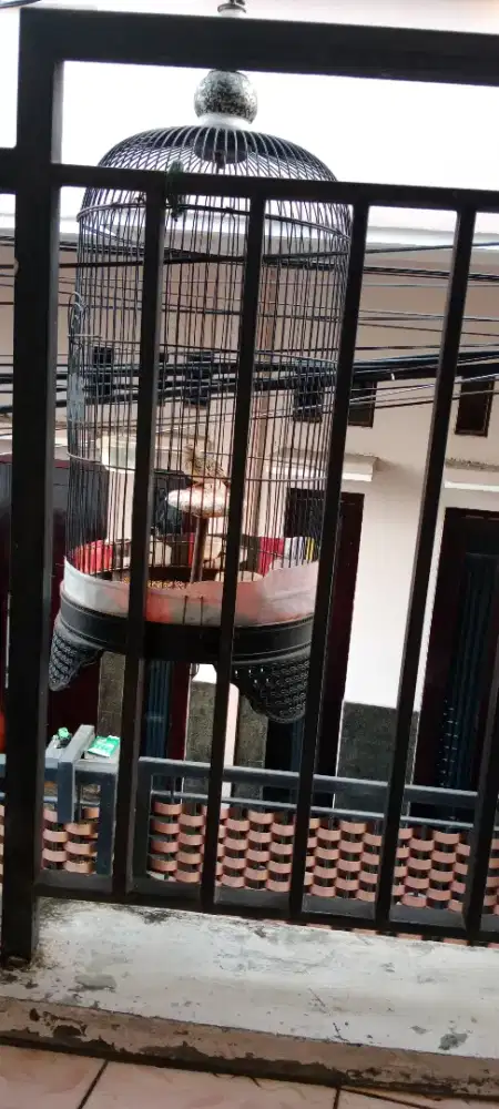 Branjangan parva fs