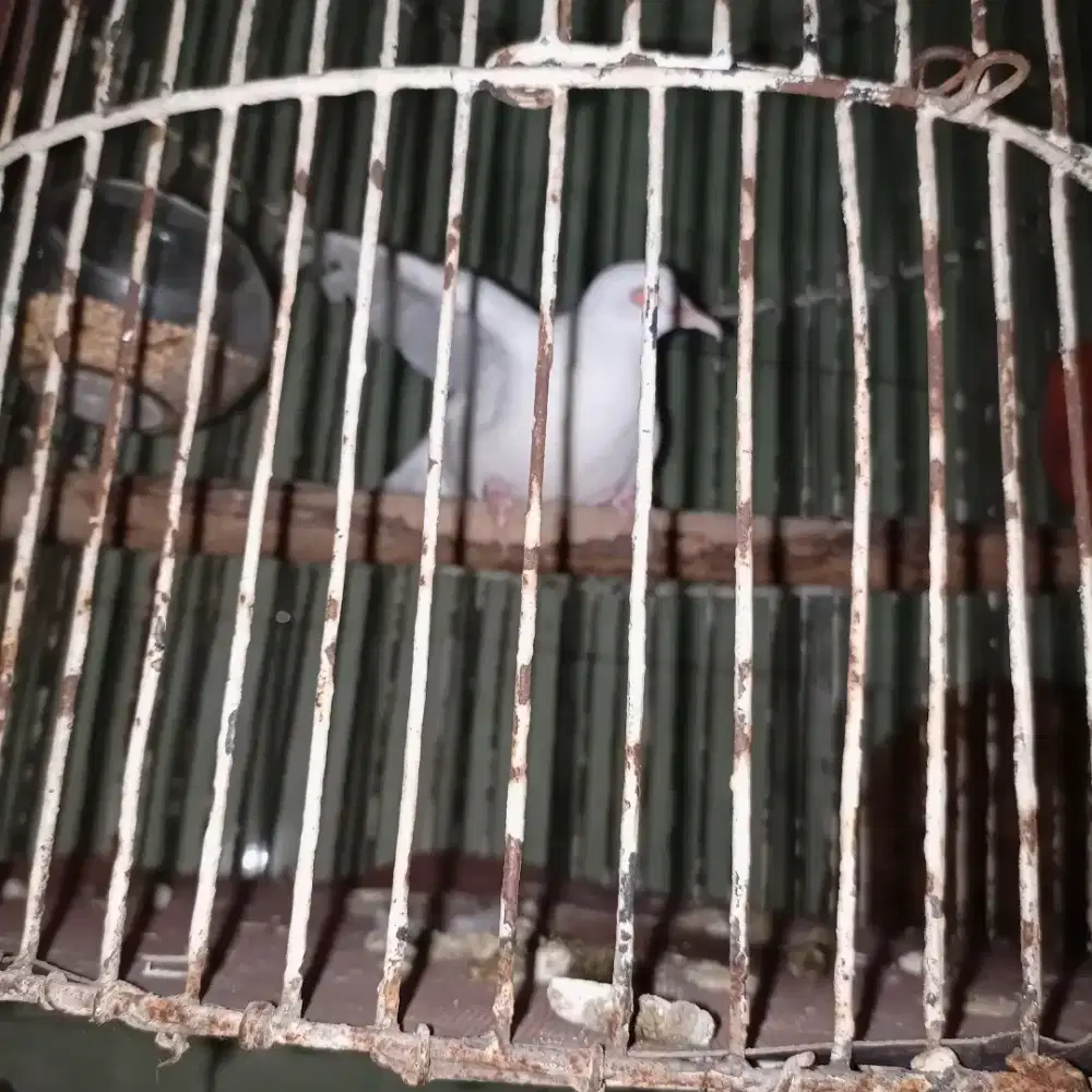 Tekukur  Albino mata merah kuk 3